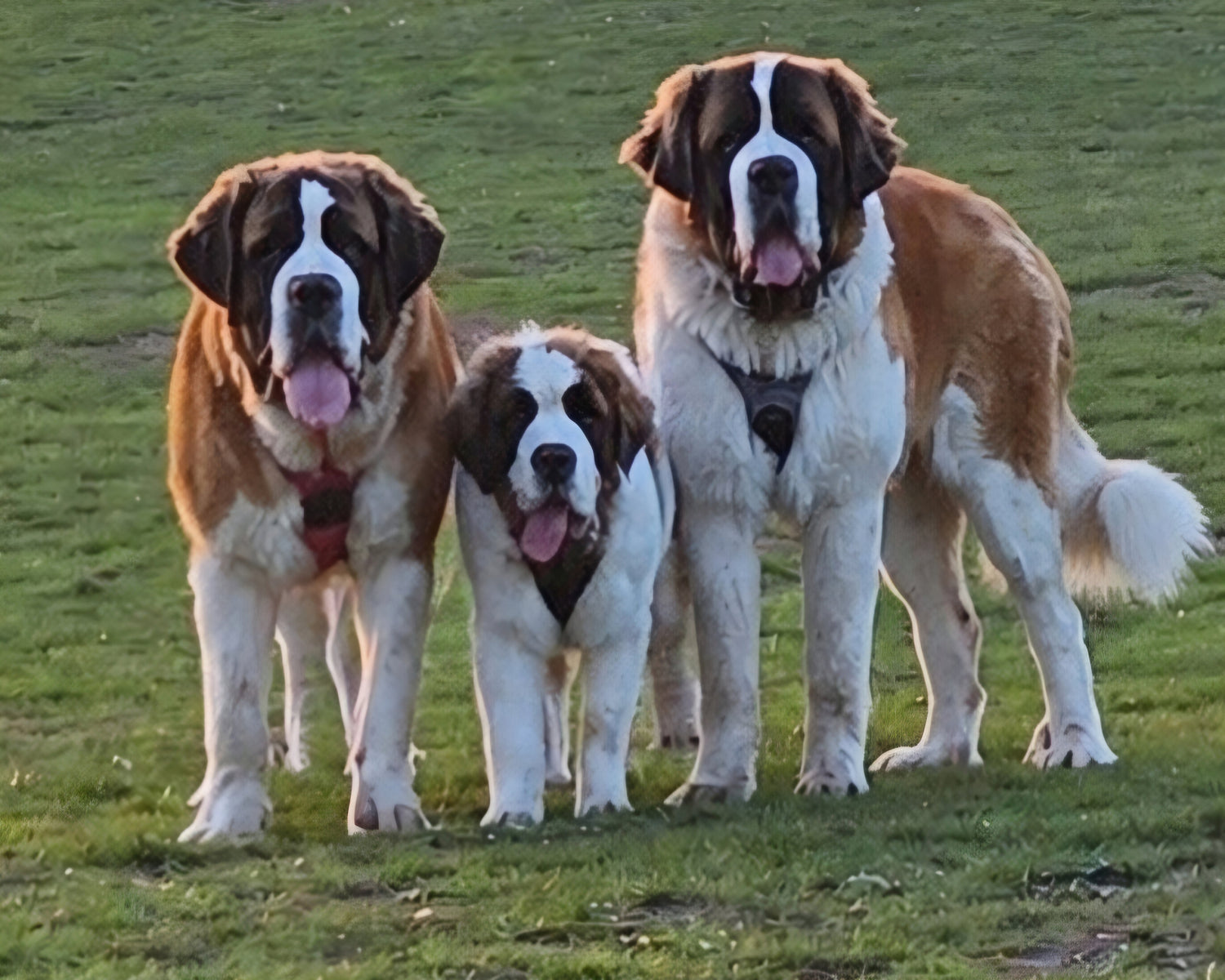 Puppy Picks-Doggy Section