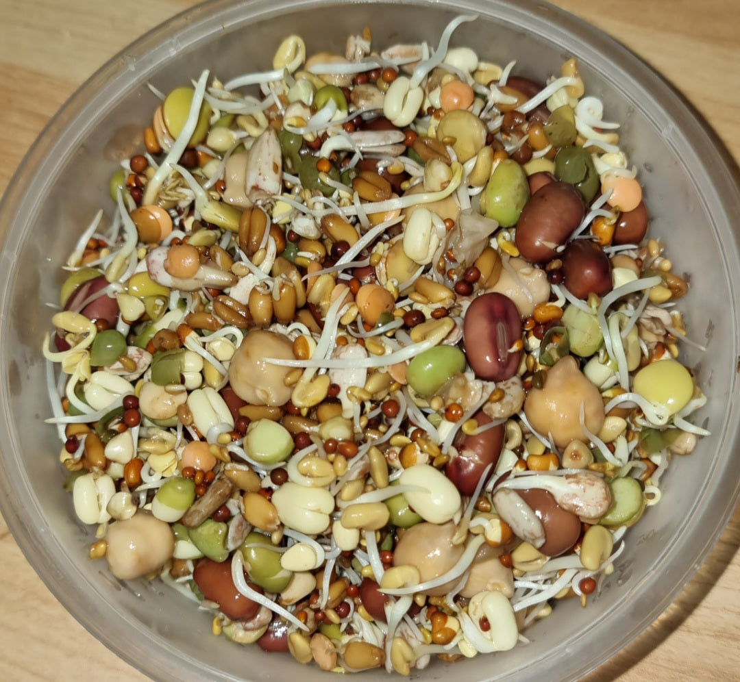 Sprouting seed mix for parrots – fresh live food, easy to sprout at home, 500g | Pandemonium Pets
