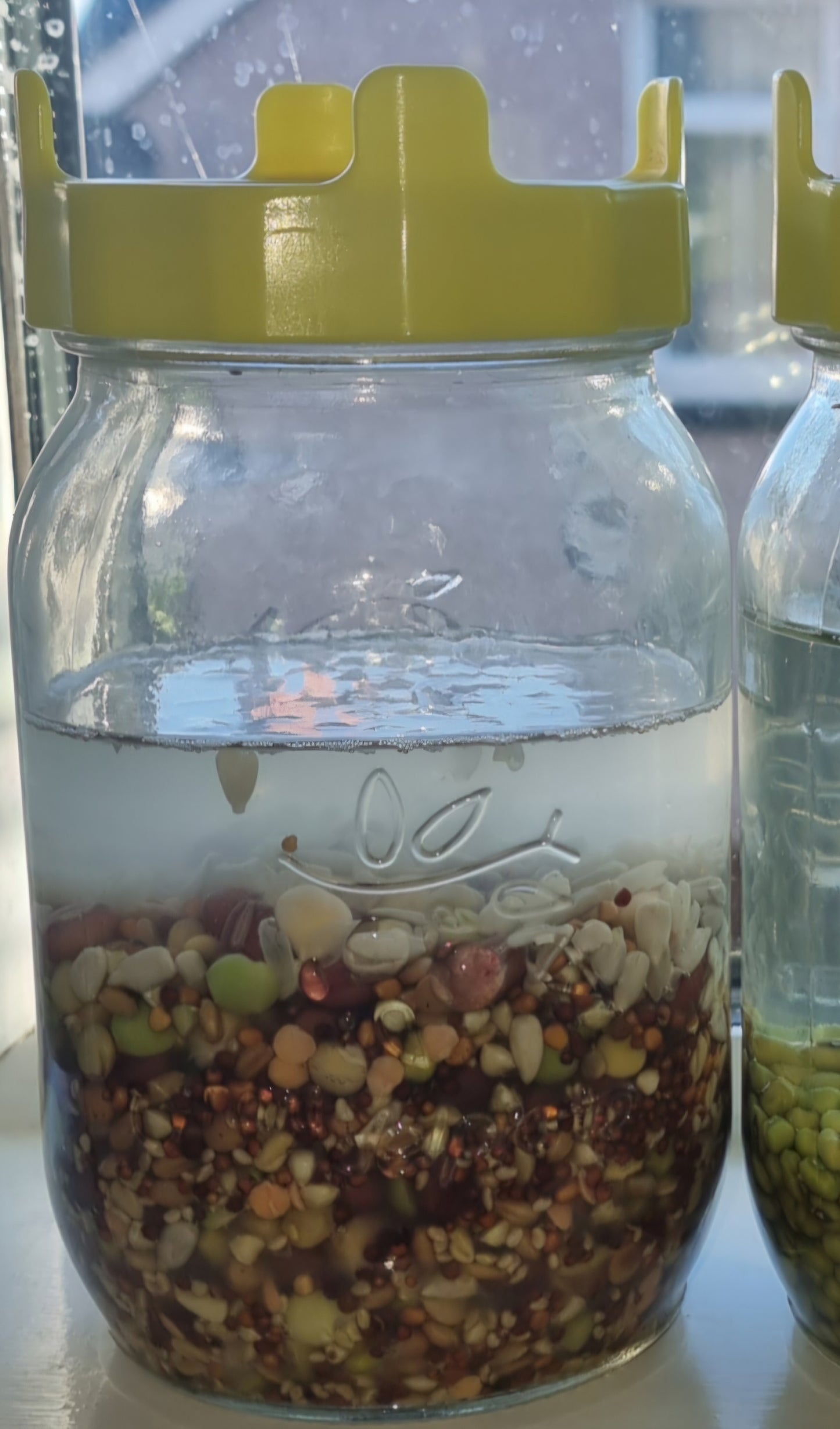 Sprouting seed mix for parrots  in a sprouting jar– fresh live food, easy to sprout at home, 500g | Pandemonium Pets