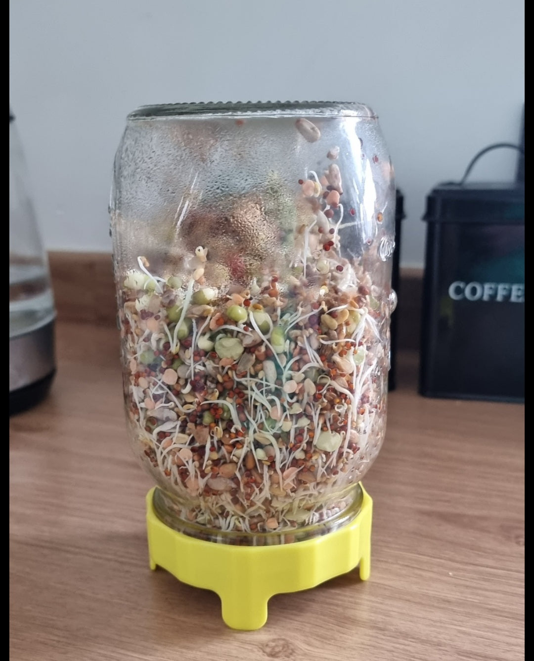 Sprouting seed mix for parrots – fresh live food, easy to sprout at home using a sprouting jar, 500g | Pandemonium Pets